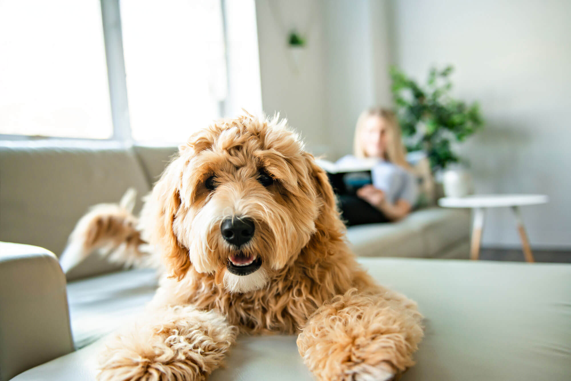 Postlactys Dog Essentials Banner