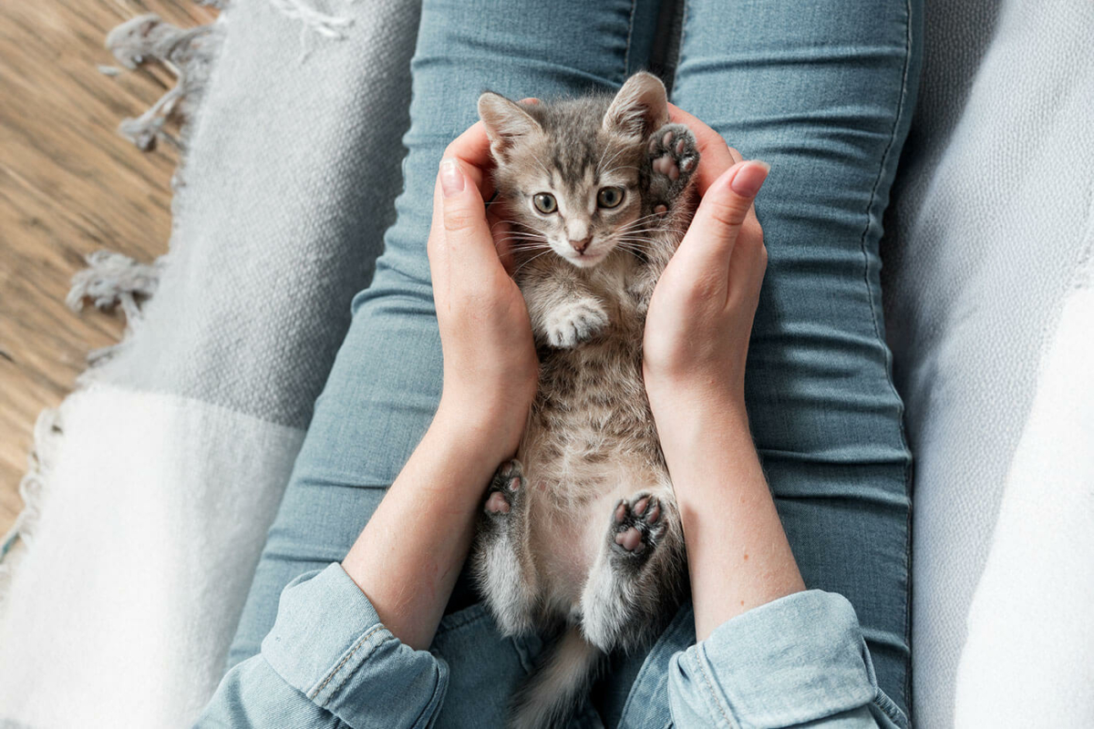 Tht Cat Essentials