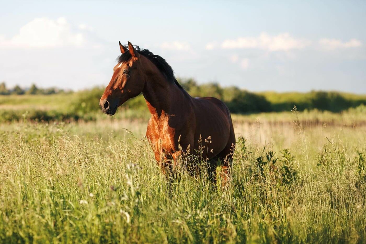 Tht Horse Essentials
