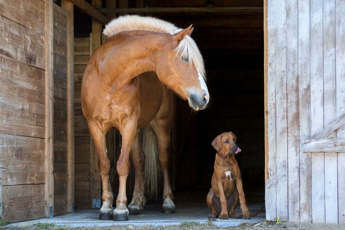 Tht Postlactys Dog Horse
