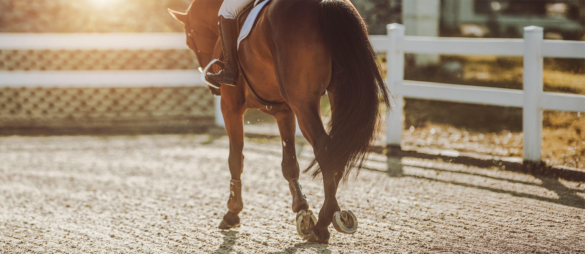 Tht Postlactys Horse Essentials Banner
