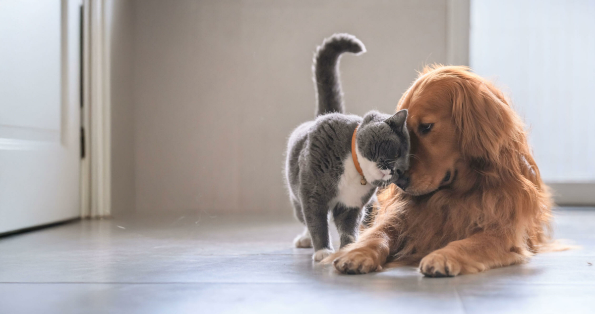 Tht Pet Essentials